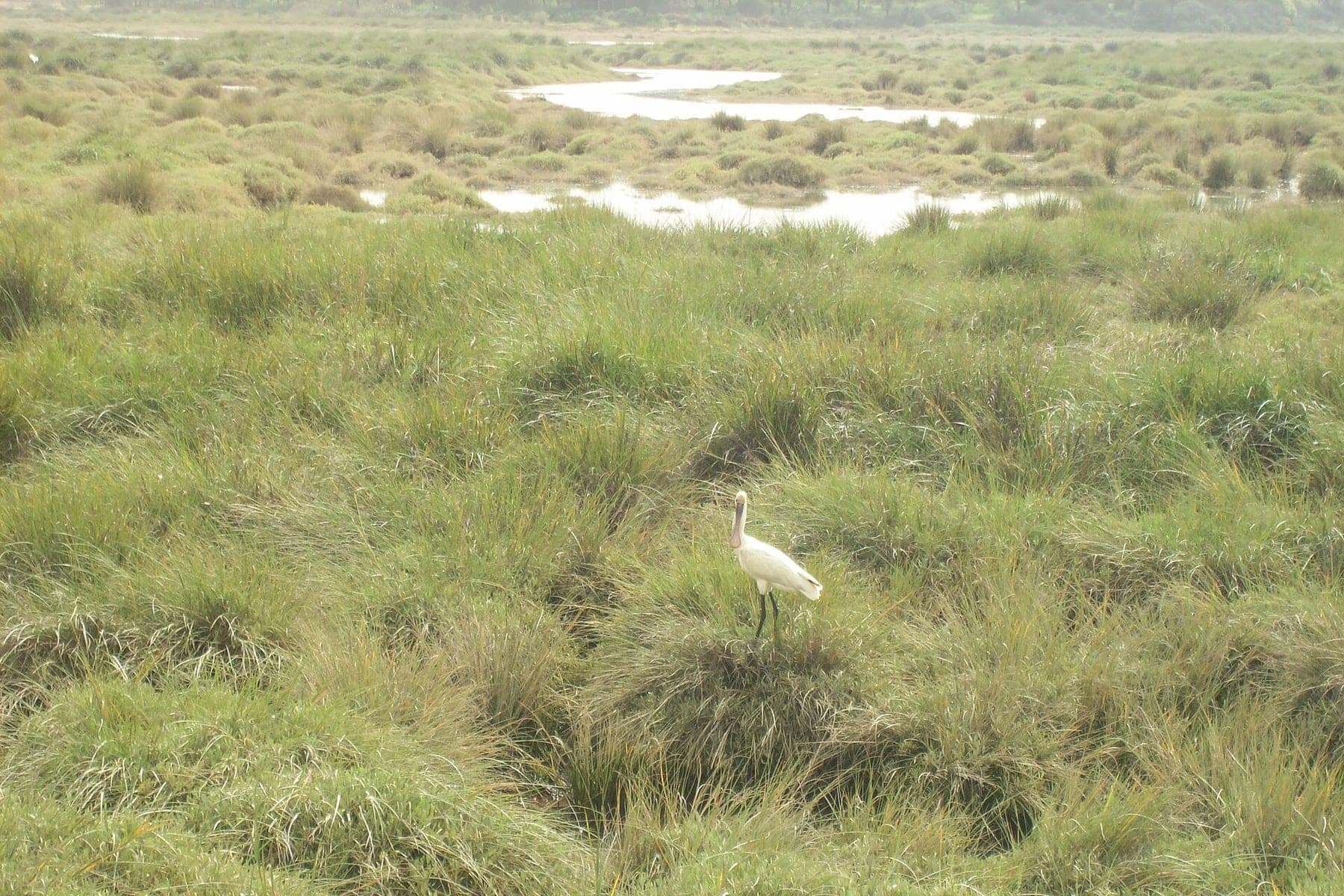 Avistamiento de aves en Doñana