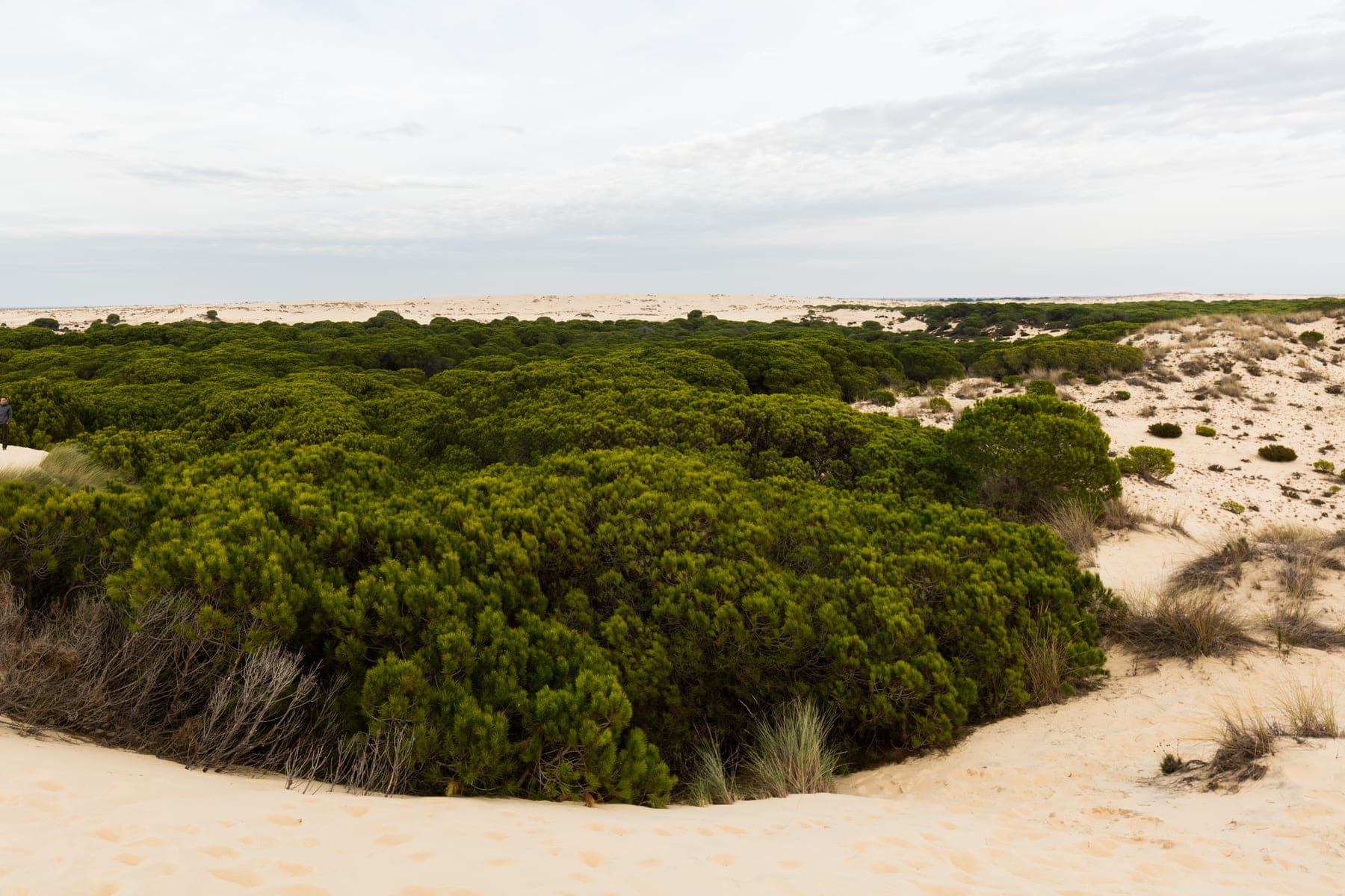 Cómo visitar Doñana: guía para preparar la experiencia